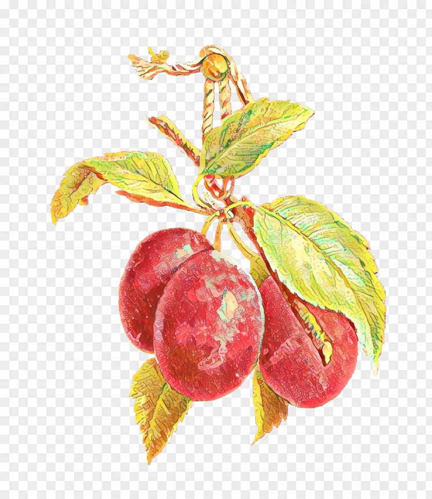 Seedless Fruit Loganberry Tree Of Life PNG