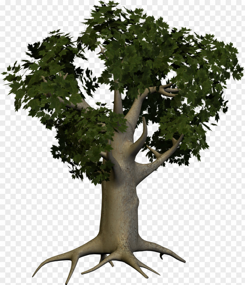 Tree Image Clip Art PNG