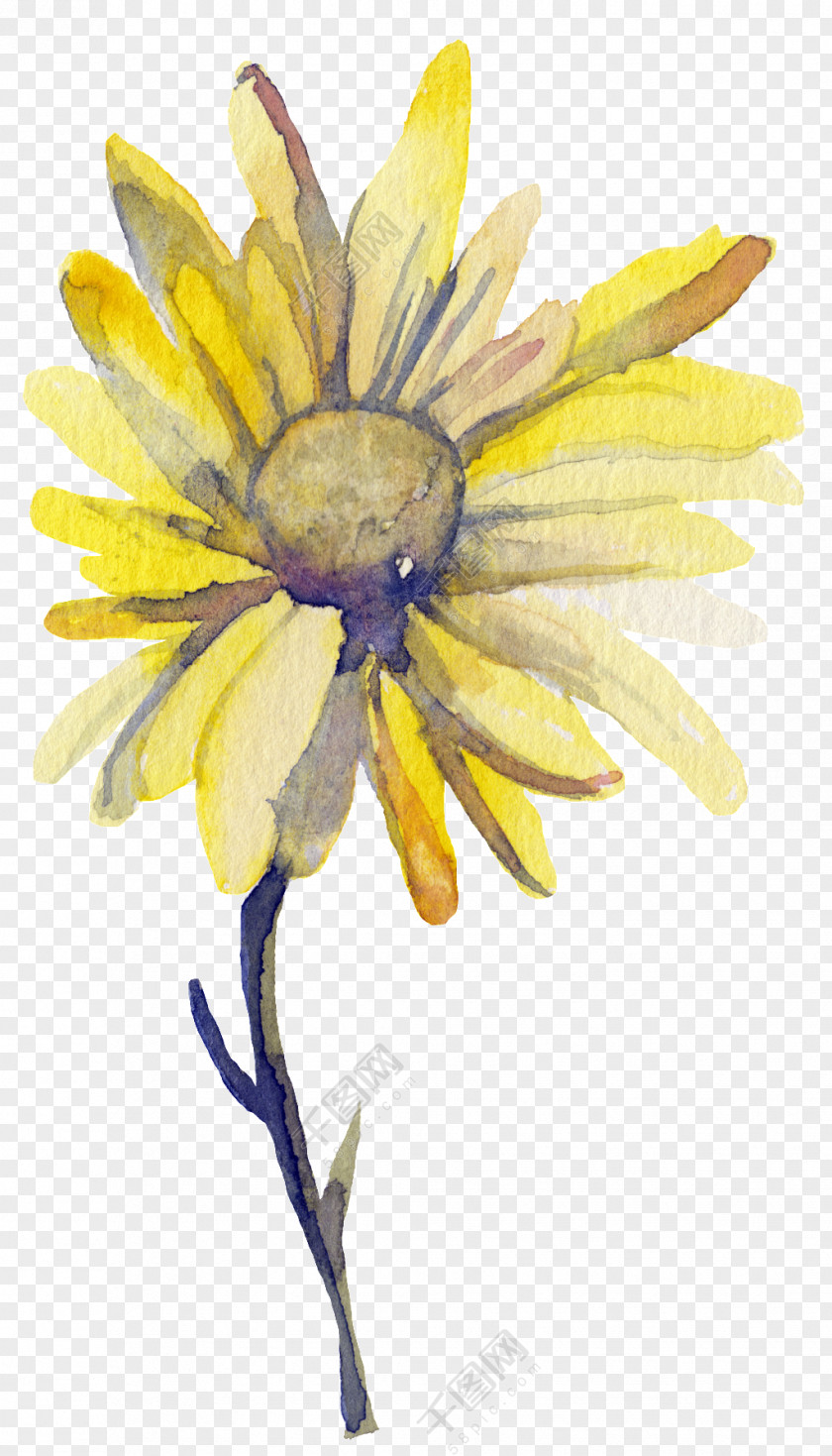 Yellow Sun Watercolor: Flowers Watercolor Painting Image Illustration PNG