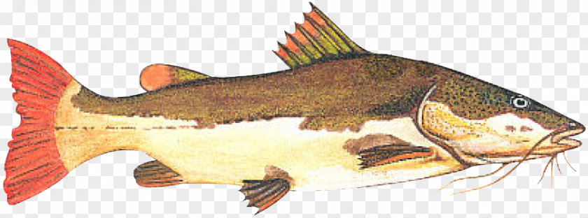 Peixes De Agua Doce Redtail Catfish Fishing Tambaqui Piaractus Brachypomus PNG
