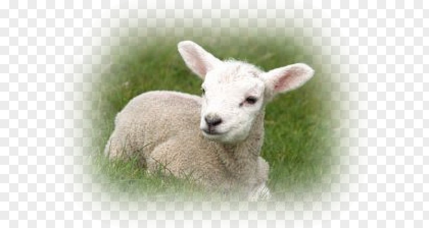 Sheep Lamb And Mutton God Wool Sermon PNG