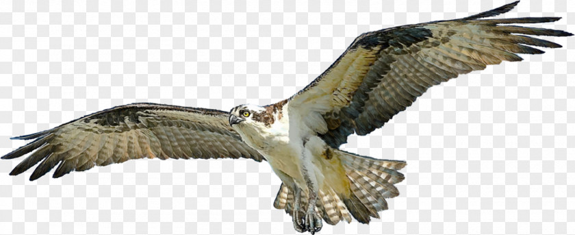 Bird Osprey Hawk PNG