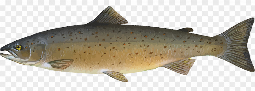 Cute Salmon Cliparts Atlantic Salmonids Fish Farming PNG