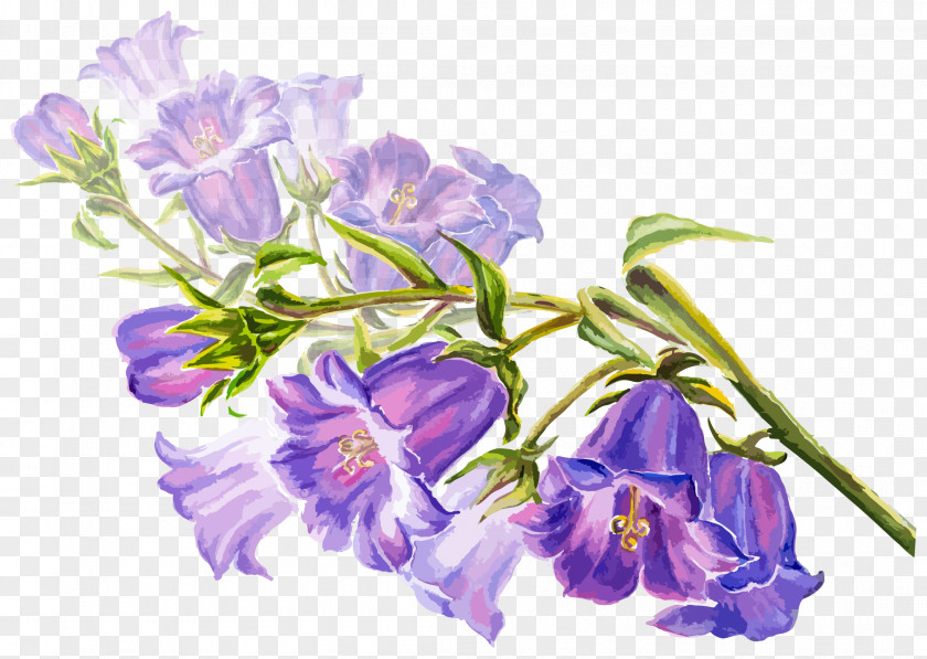 Hand Painted Purple Trumpet Vector Watercolor Painting Flower Drawing Stock Illustration PNG