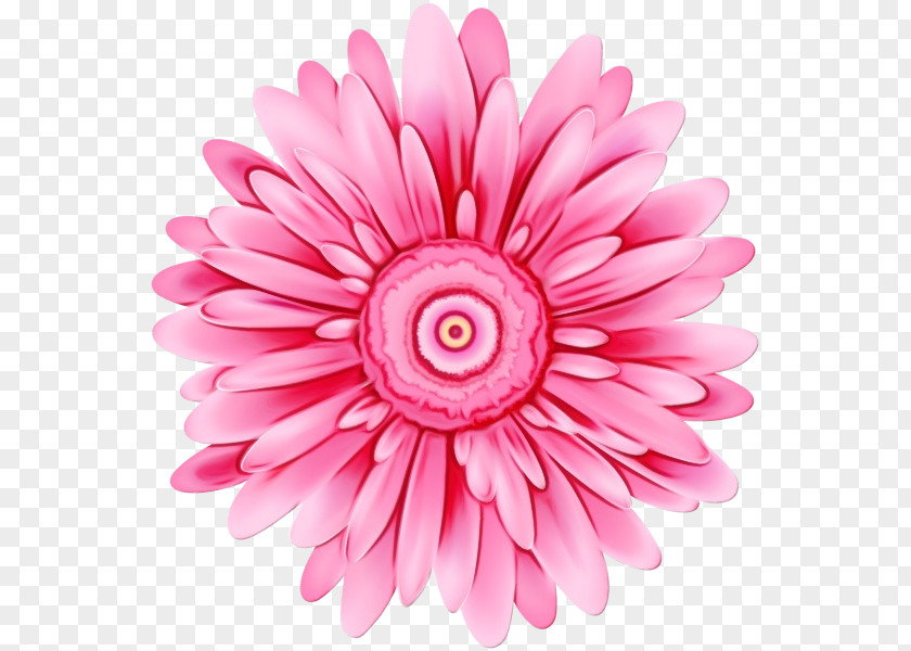 Magenta Daisy PNG