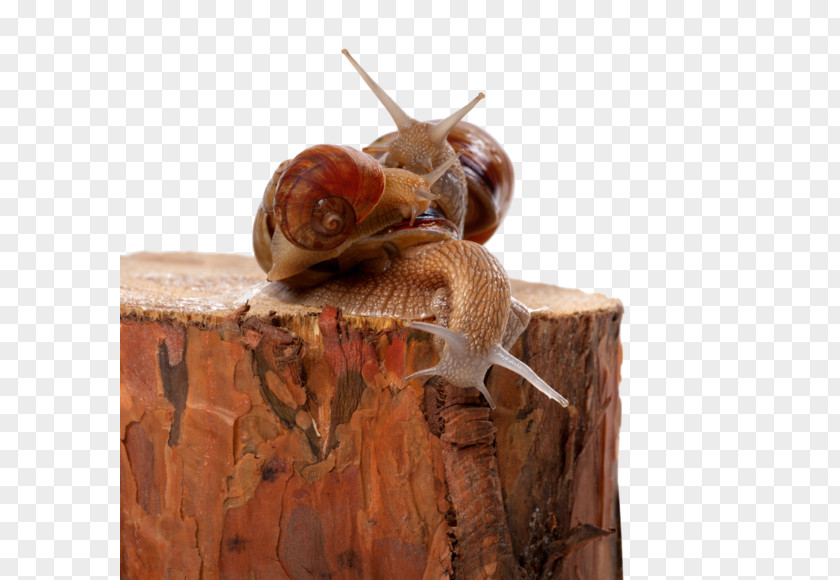 Stump Snail Orthogastropoda Cornu Aspersum Photography PNG