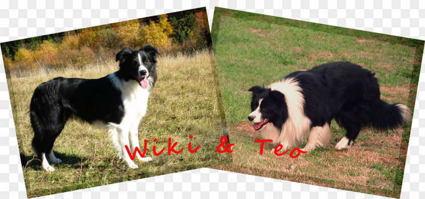 Teo Border Collie Gorczańska Oaza Rough Dog Breed Polish Kennel Club PNG