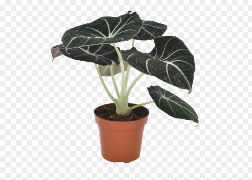 Velvet Alocasia Houseplant Leaf Flowerpot PNG