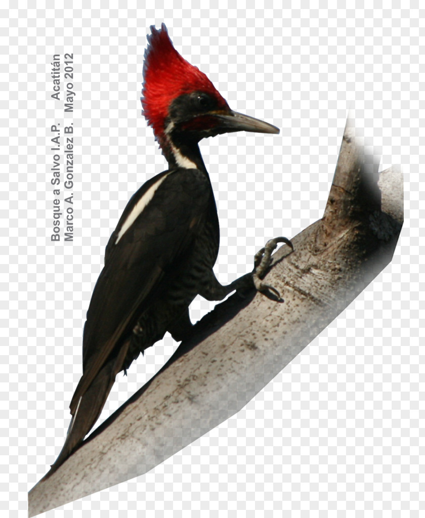 Acorn Woodpecker Grey-crowned Bird Russet-crowned Motmot Golden Eagle PNG