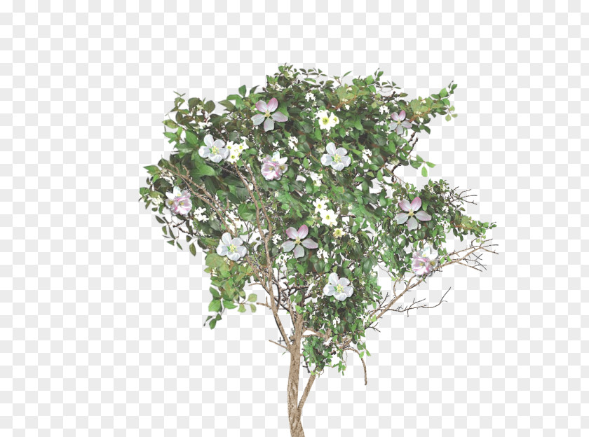 Apple Twig Branch Blossom Tree PNG