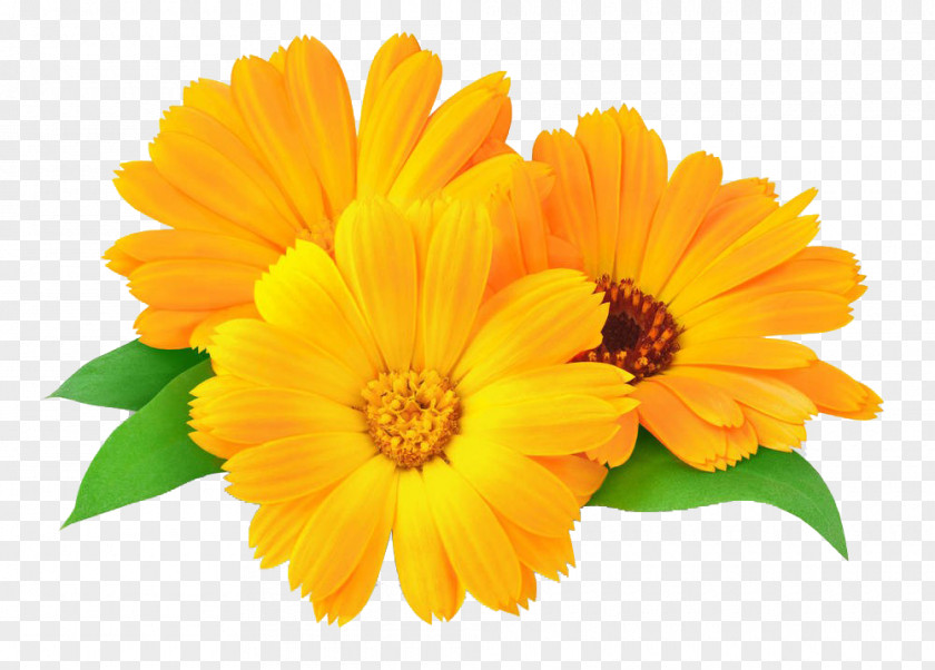 Beauty Marigold Flower Calendula Officinalis Oil Skin PNG