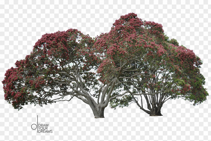 Crepe Myrtle Tree Metrosideros Excelsa Rotorua Rangitoto Island Christmas PNG