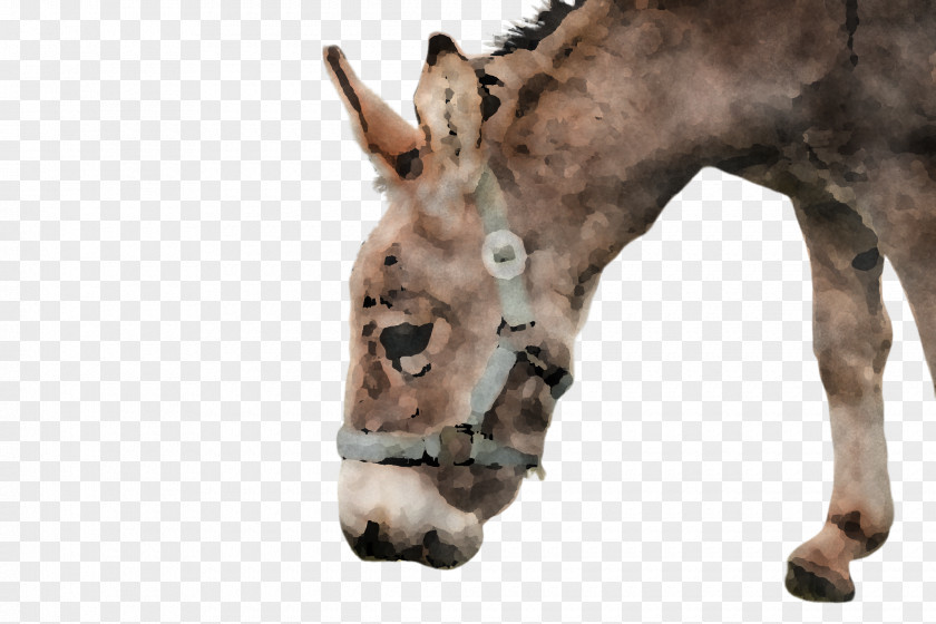 Foal Sorrel Head Snout Burro Horse Wildlife PNG