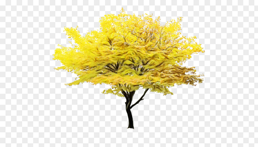 Plant Stem Mimosa Red Maple Tree PNG