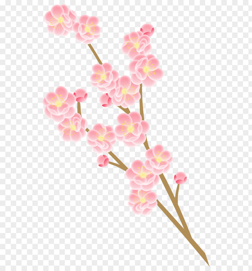 Spring Material Photography Flower Peach Cherry Blossom PNG
