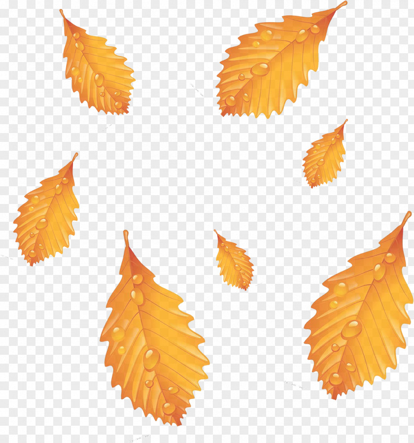 Autumn Leaves Leaf Deciduous Season PNG