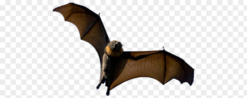 Bat Halloween Aile PNG