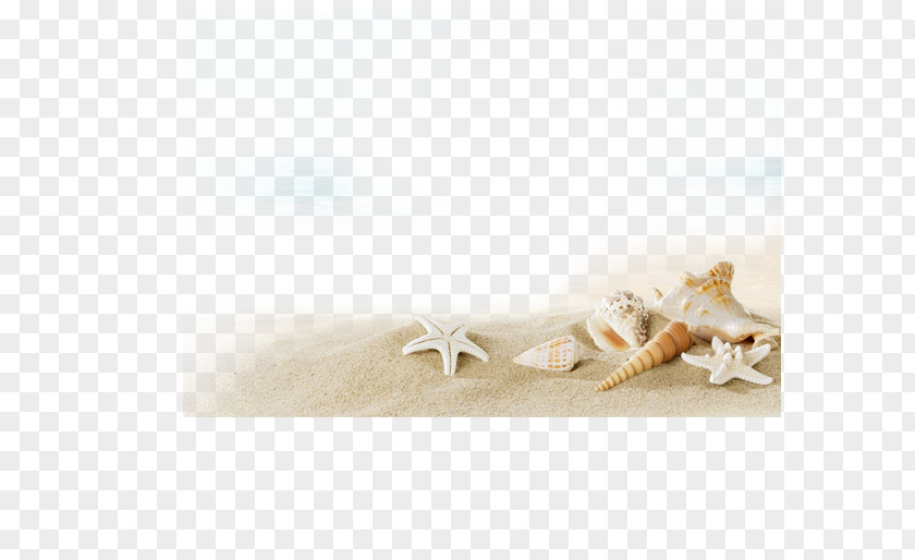 Conch Shell Beach Sunscreen Villa Seashell PNG