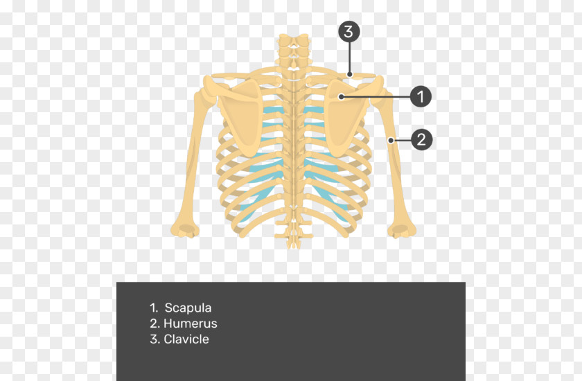 Skeleton Scapula Anatomy Human Teres Major Muscle Bone PNG