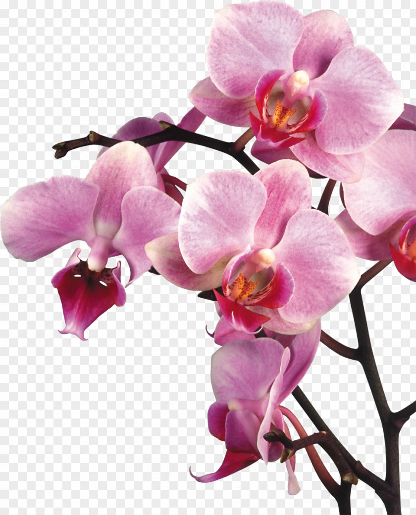 Thai Orchids Desktop Wallpaper Microsoft PowerPoint PNG