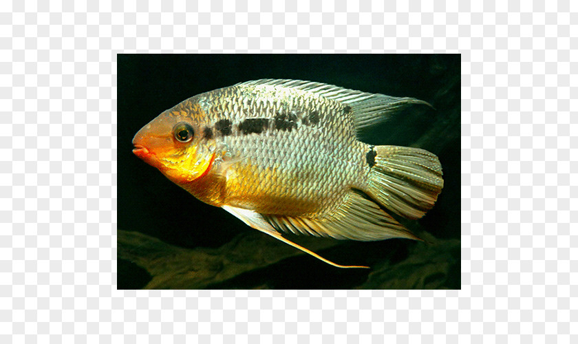 Tilapia Aquariums Fresh Water PNG