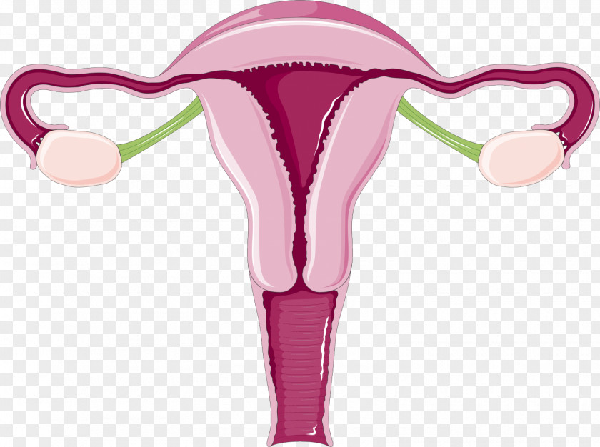 Uterus Uterine Fibroid Endometrium Menstruation Cervix PNG
