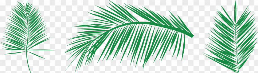 Areca Tree Needle Ye Lin Leaf Palm Branch Arecaceae Clip Art PNG