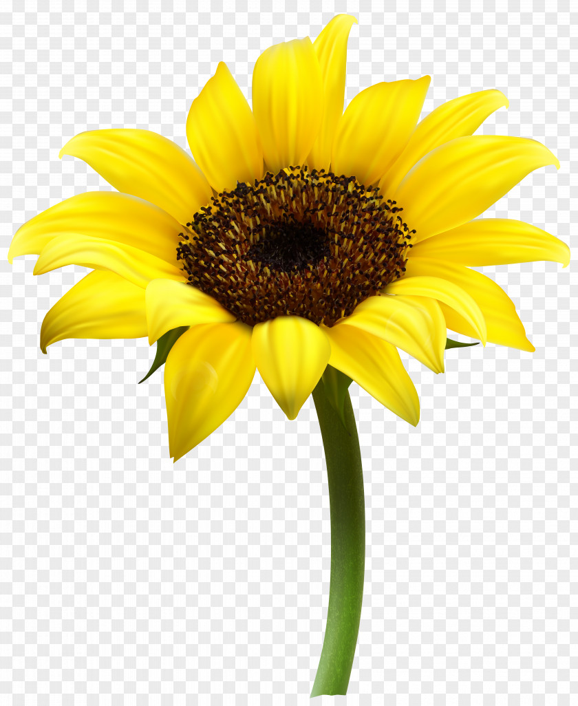 Beautiful Sunflower Transparent Clip Art Image Common PNG