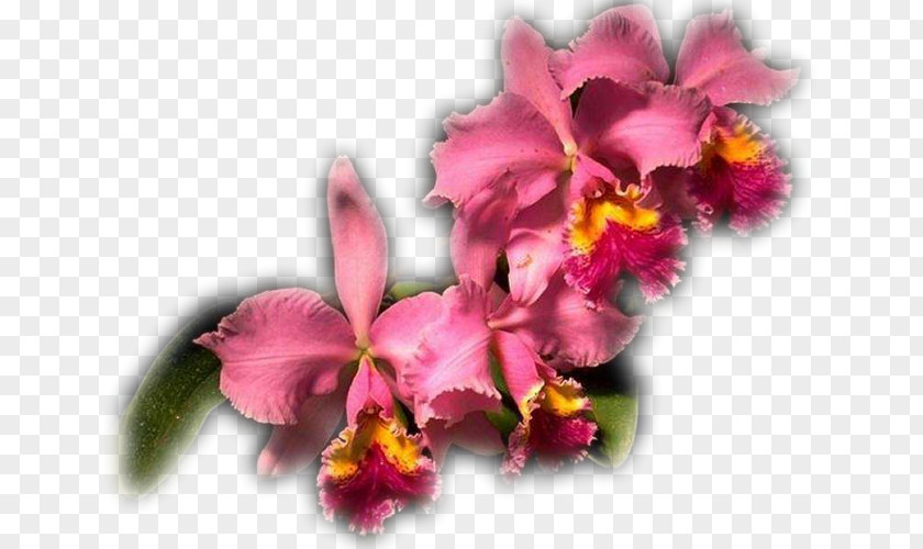 Imam Вишивка стрічками Embroidery Crimson Cattleya Cross-stitch PNG