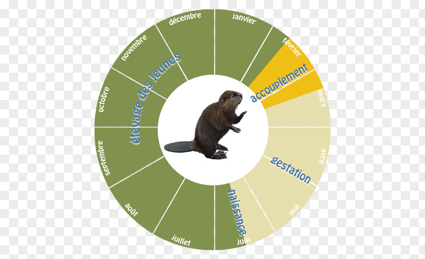 Biological Life Cycle American Beaver Dam Reproduction Fisher PNG