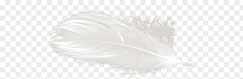 Feather White Yandex Search Clip Art PNG