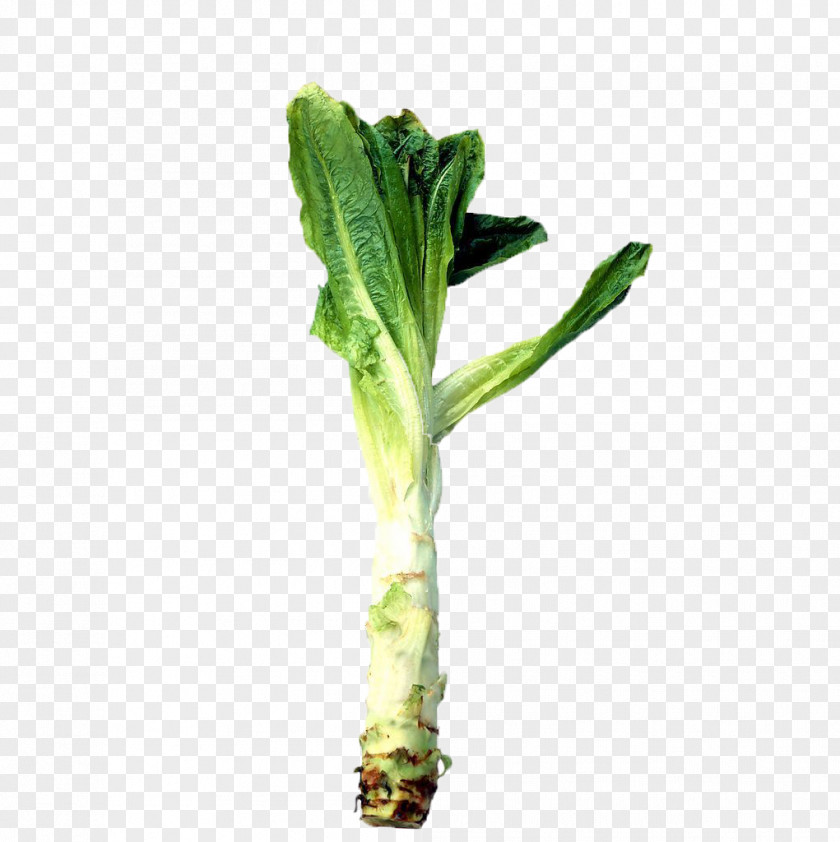 Fresh Raw Cabbages Celtuce Horseradish Leaf Root Food PNG