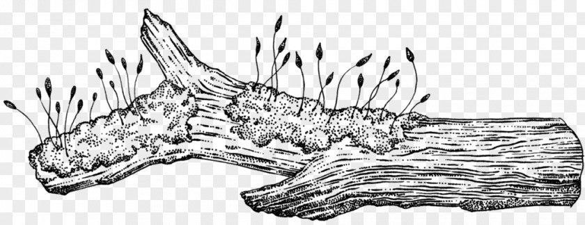 Moss Log Line Art Drawing Jaw /m/02csf White PNG