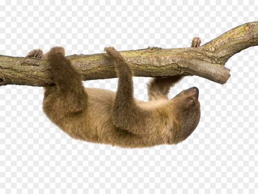 Sloth Linnaeus's Two-toed Hoffmann's Stock Photography PNG