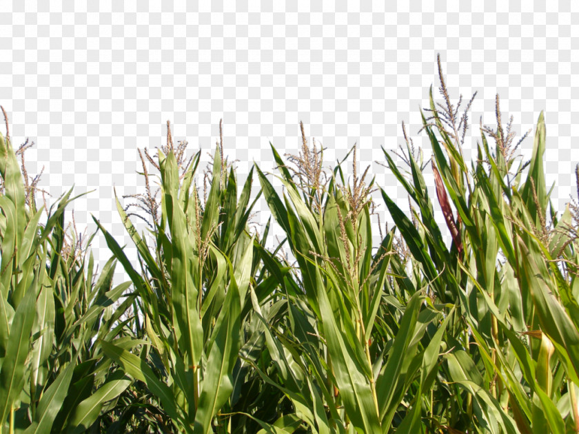 Corn Triticale Maize Crop Plant PNG