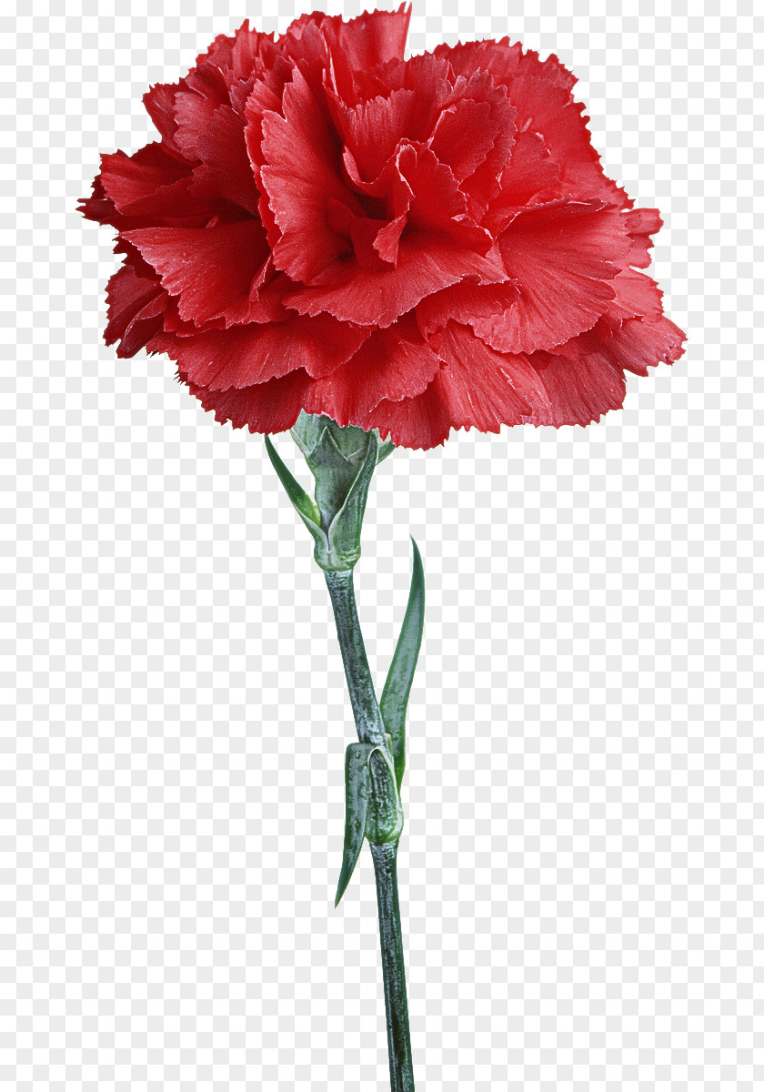 Flower Carnation Plant Cut Flowers Red PNG