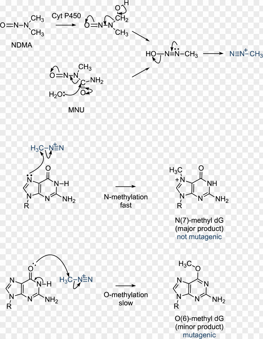 Guanine Cytosine DNA Methylation PNG