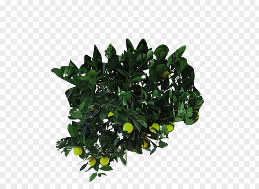 Leaf Flowerpot Houseplant Tree Shrub PNG