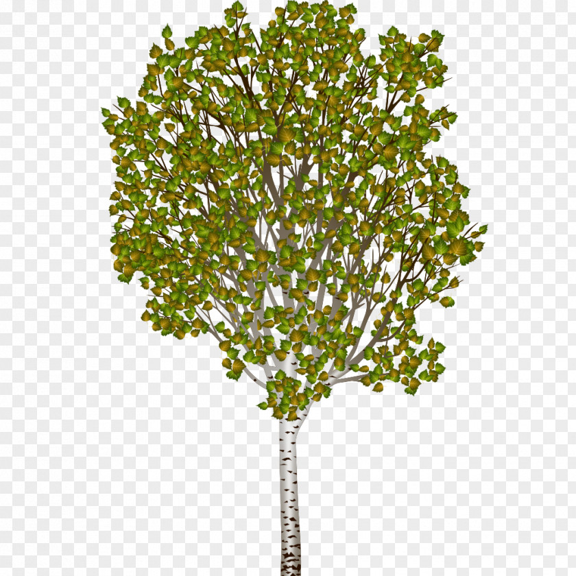 Puddle Silver Birch Tree Woody Plant PNG