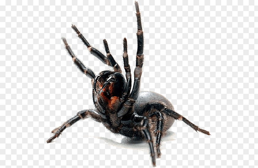 Spider Cobweb Web Canberra Pest Control PNG