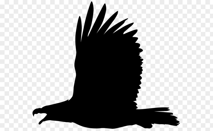 Bird Bald Eagle Philippine Clip Art PNG