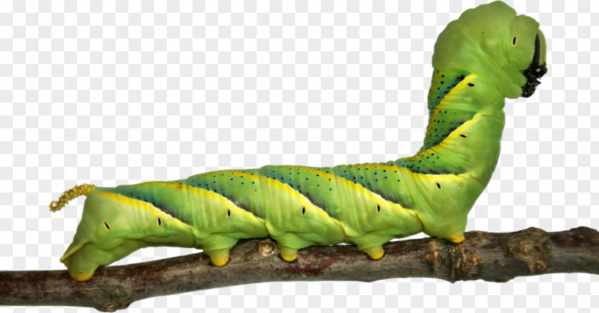 Catterpillar Butterfly Caterpillar Animation PNG