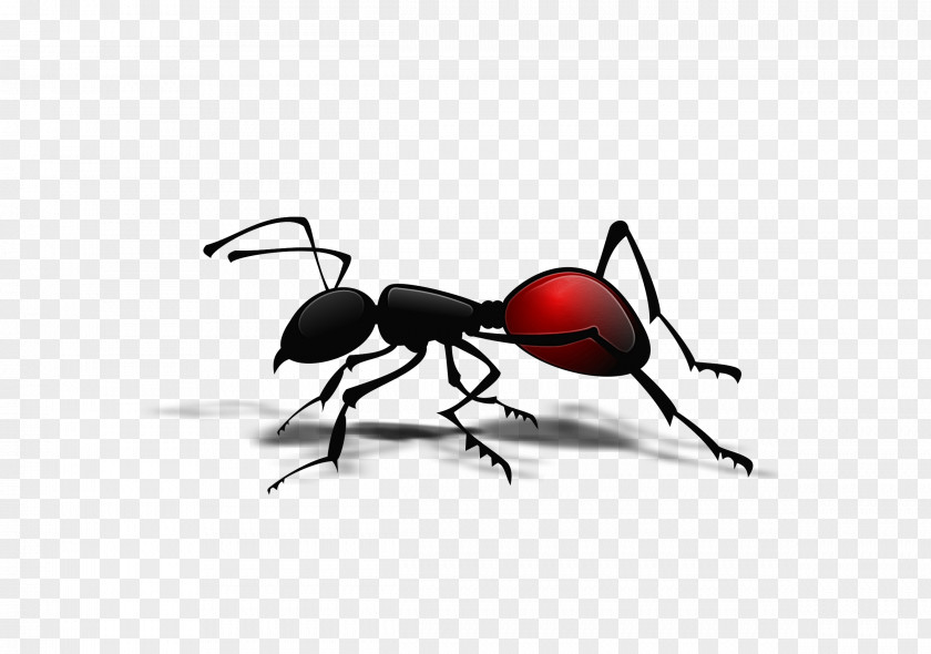 Macro Photography Fly Spider Cartoon PNG