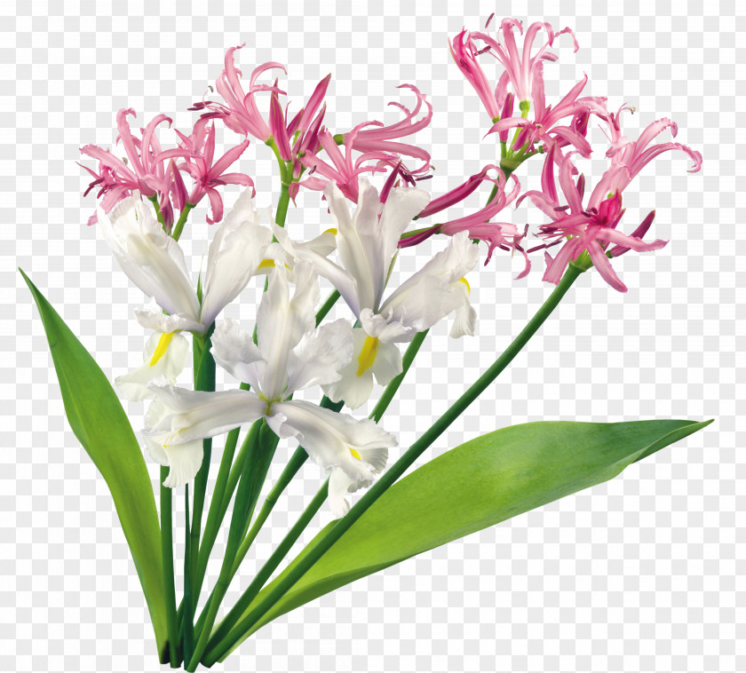 Orchids Cut Flowers Plant PNG