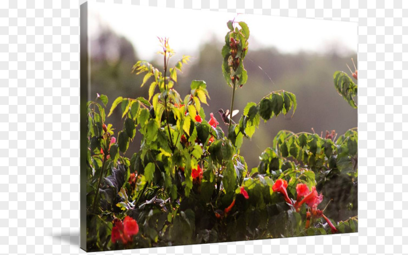 Watercolor Hummingbird Flowerpot Herb Wildflower PNG