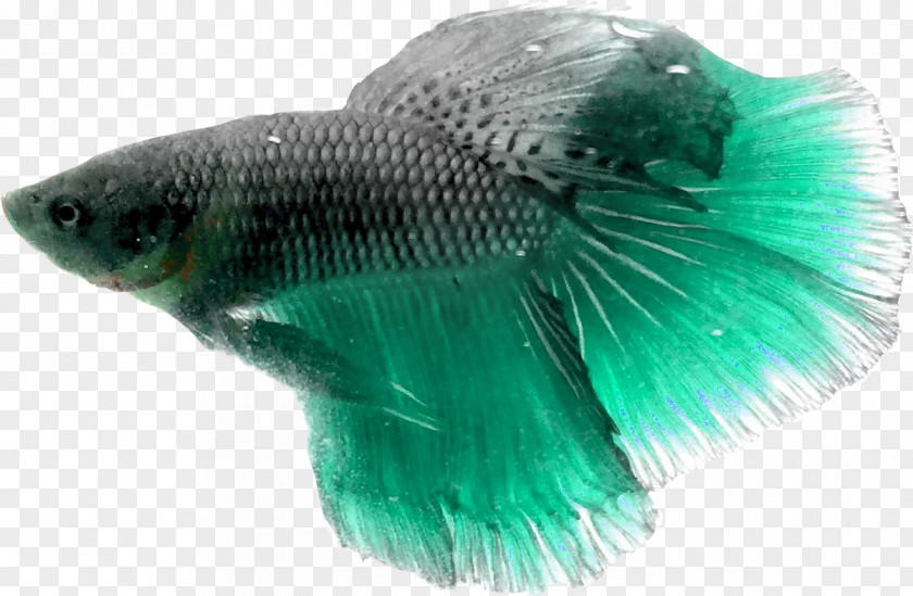 Fish Turquoise Tail .cf PNG