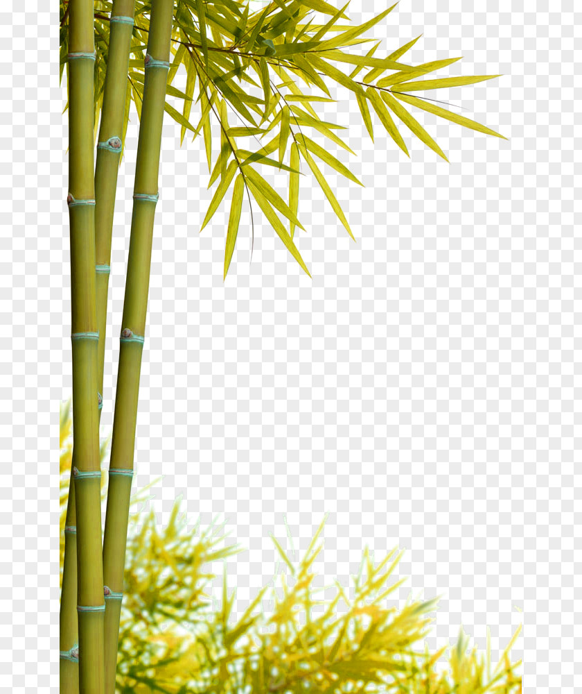 Green Simple Bamboo Decoration Pattern Stock Photography Bamboe PNG