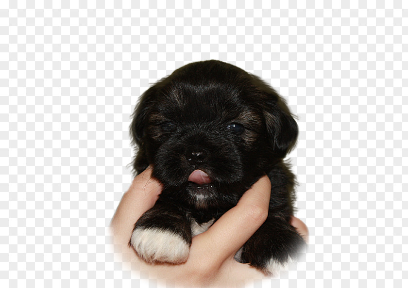 Lhasa Apso Schnoodle Tibetan Terrier Puppy Havanese Dog PNG