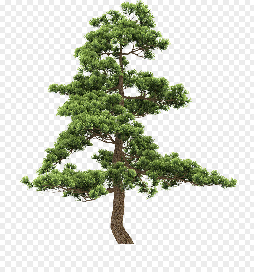 Tree Fir Pine PNG