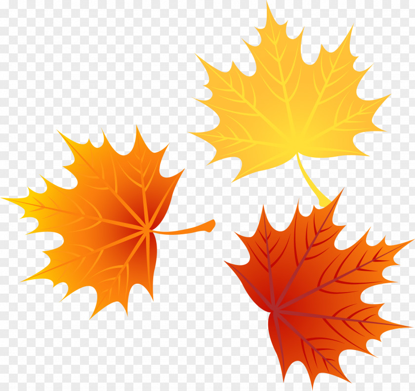 Vector Autumn Leaves 1 Leaf Euclidean PNG